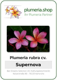 Plumeria rubra - "Supernova"