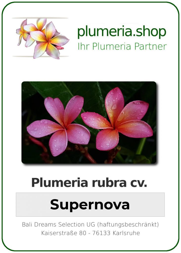 Plumeria rubra "Supernova"