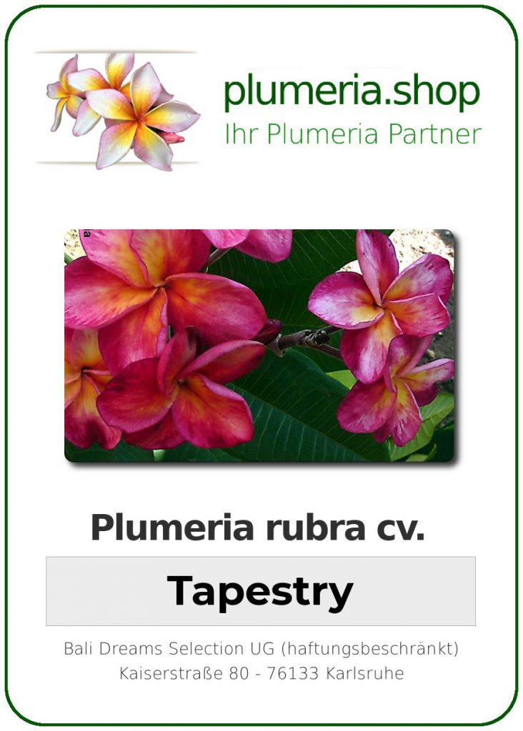 Plumeria rubra “Tapestry” Plumeria Shop Ihr Partner für qualitativ hochwertige Pflanzen und