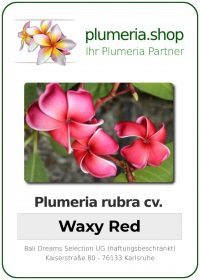Plumeria rubra - "Waxy Red"