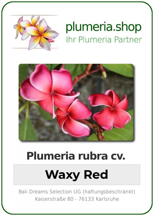 Plumeria rubra - &quot;Waxy Red&quot;
