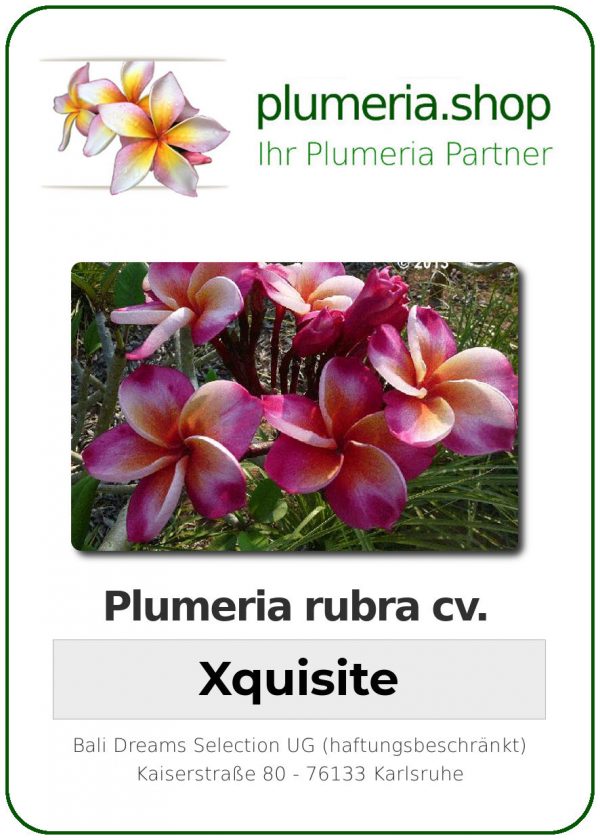 Plumeria rubra - "Xquisite"