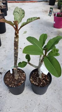 Plumeria rubra "Maya" und "Mystique"