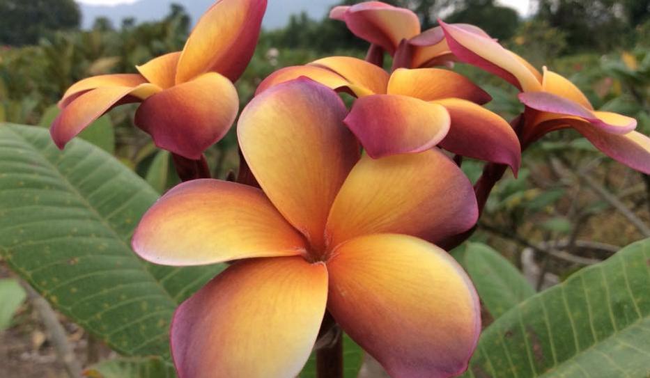 Plumeria rubra "Musk Rainbow"