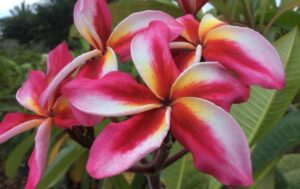 Plumeria rubra "Phoenix Rising"