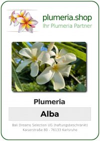 Plumeria Alba