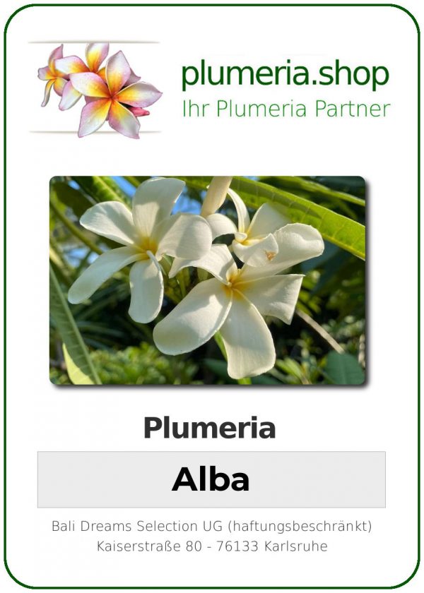 Plumeria Alba