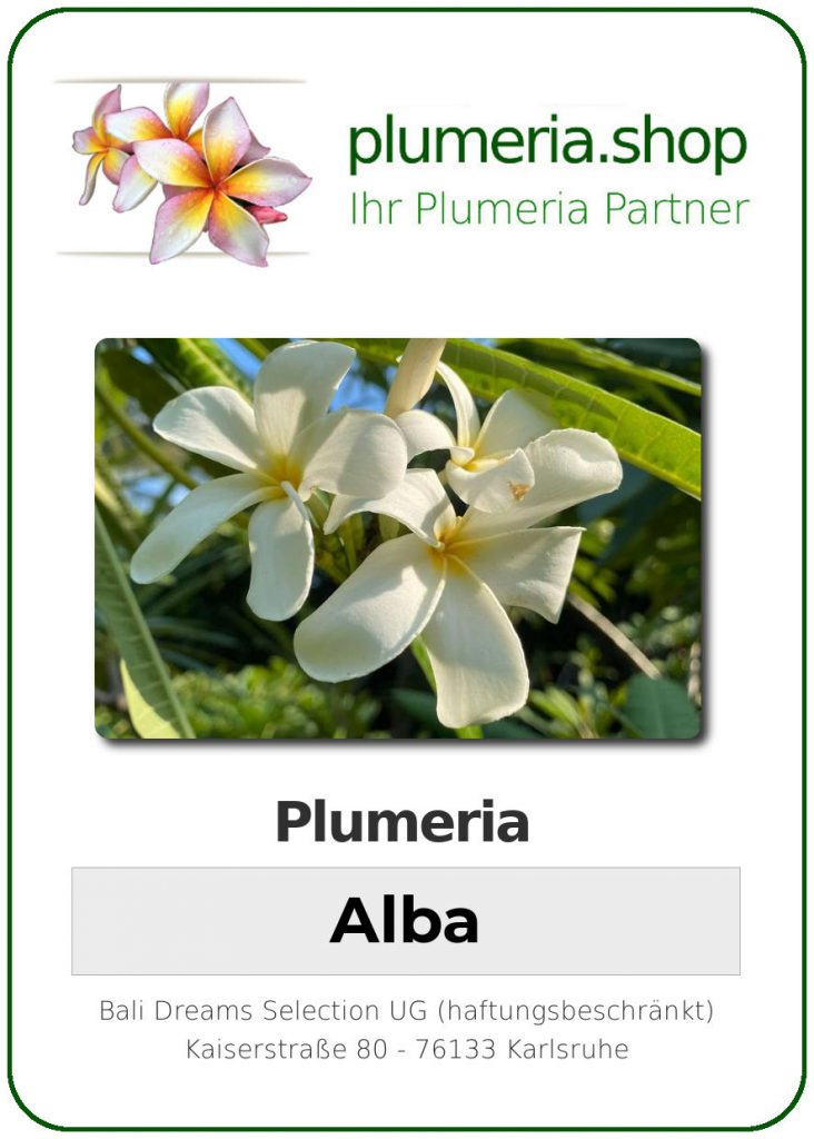 Plumeria Alba, wurzelnackt