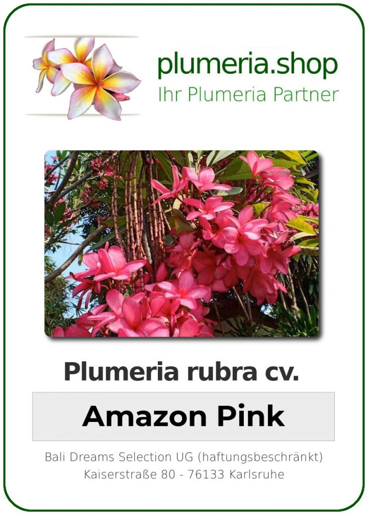 Plumeria rubra "Amazon Pink", wurzelnackt