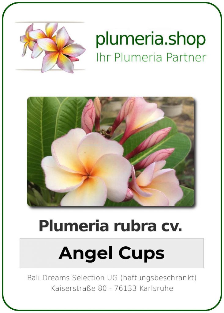 Plumeria rubra "Angel Cups"