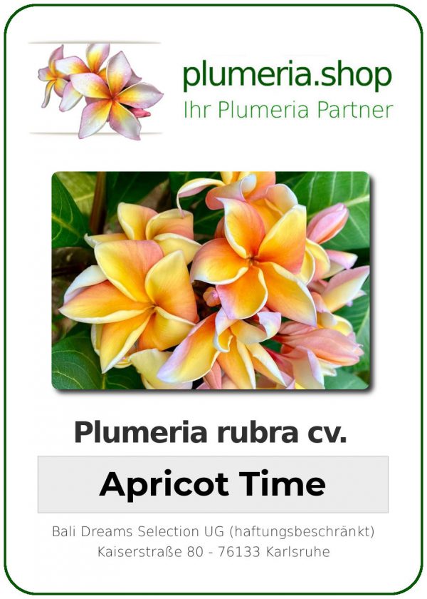 Plumeria rubra - "Apricot Time"