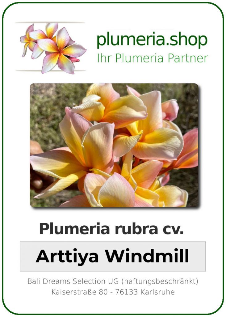 Plumeria rubra cv. "Arttiya Windmill" - Steckling