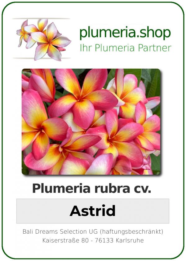 Plumeria rubra - "Astrid"