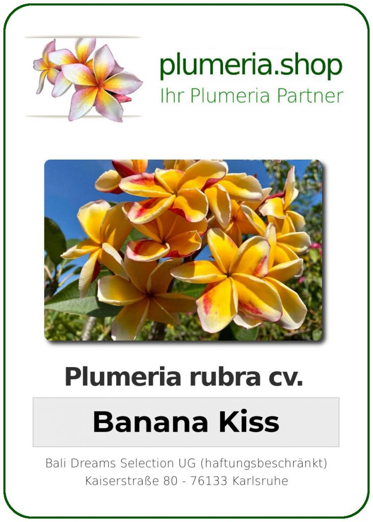 Plumeria rubra "Banana Kiss", wurzelnackt