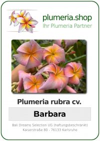 Plumeria rubra - "Barbara"