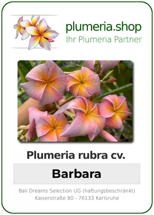 Plumeria rubra - &quot;Barbara&quot;