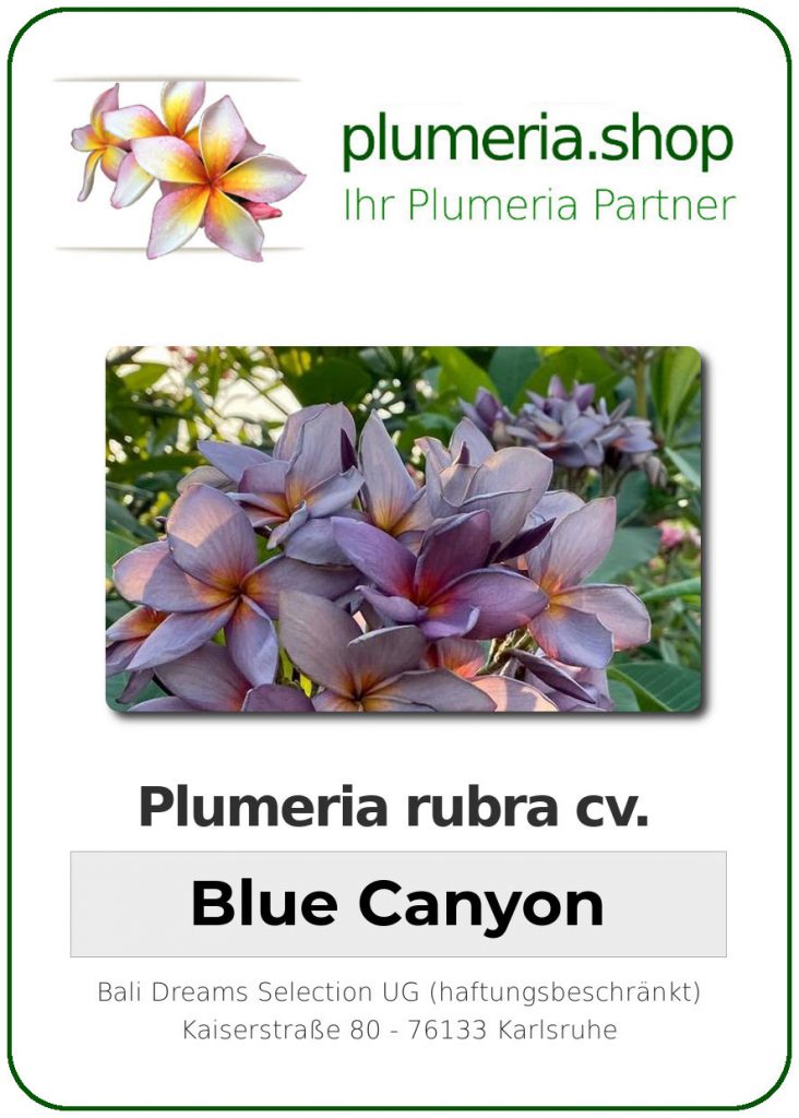 Plumeria rubra "Blue Canyon"