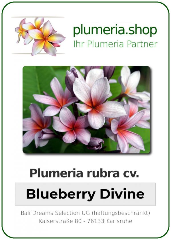 Plumeria rubra - "Blueberry Divine"