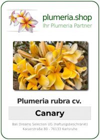Plumeria rubra - "Canary"