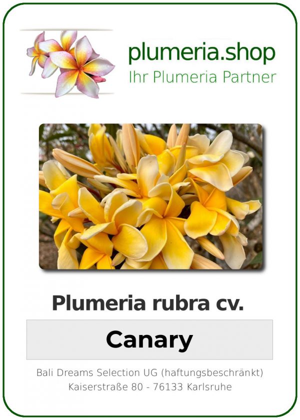 Plumeria rubra - &quot;Canary&quot;