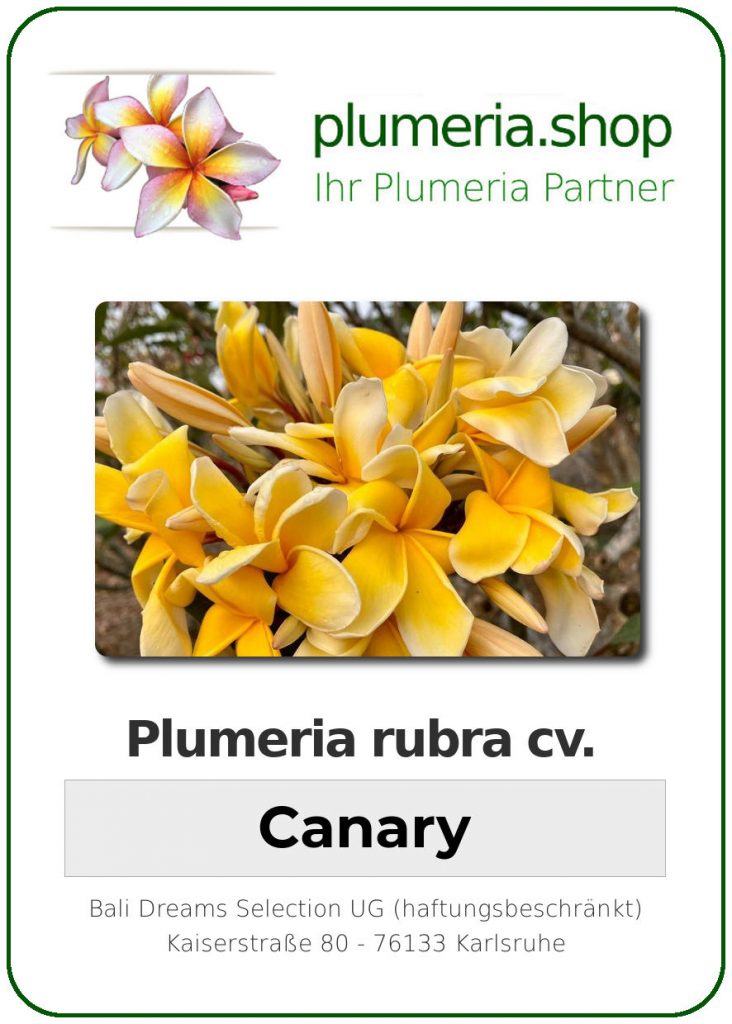 Plumeria rubra "Canary", wurzelnackt