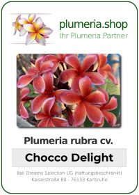 Plumeria rubra - "Chocco Delight"