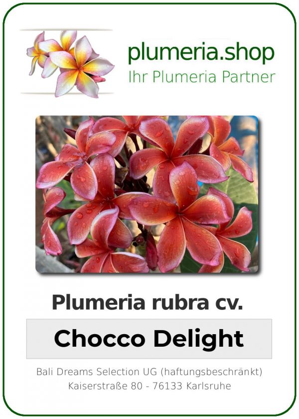 Plumeria rubra - &quot;Chocco Delight&quot;