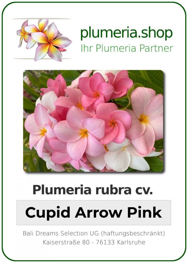 Plumeria rubra - &quot;Cupid Arrow Pink&quot;