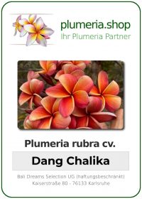 Plumeria rubra - "Dang Chalika"