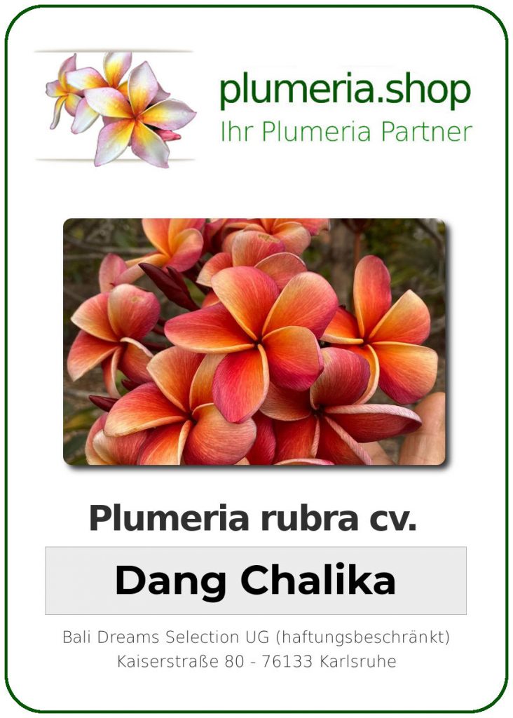 Plumeria rubra cv. "Dang Chalika" - Steckling