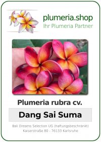 Plumeria rubra - "Dang Sai Suma"