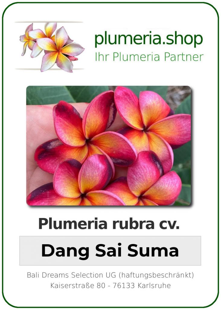 Plumeria rubra "Dang Sai Suma"