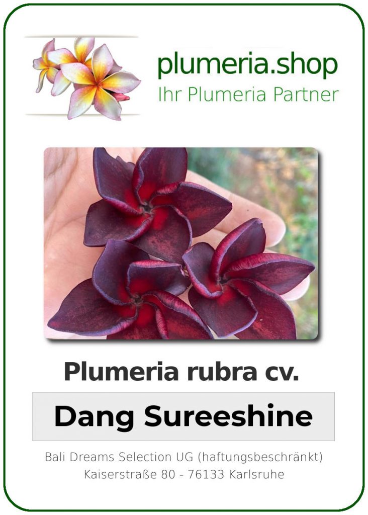 Plumeria rubra "Dang Sureeshine", wurzelnackt