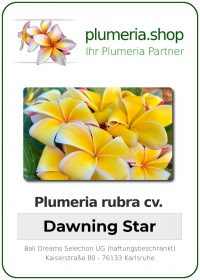 Plumeria rubra - "Dawning Star"