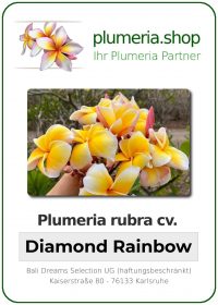 Plumeria rubra - "Diamond Rainbow"