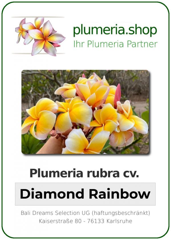 Plumeria rubra - "Diamond Rainbow"