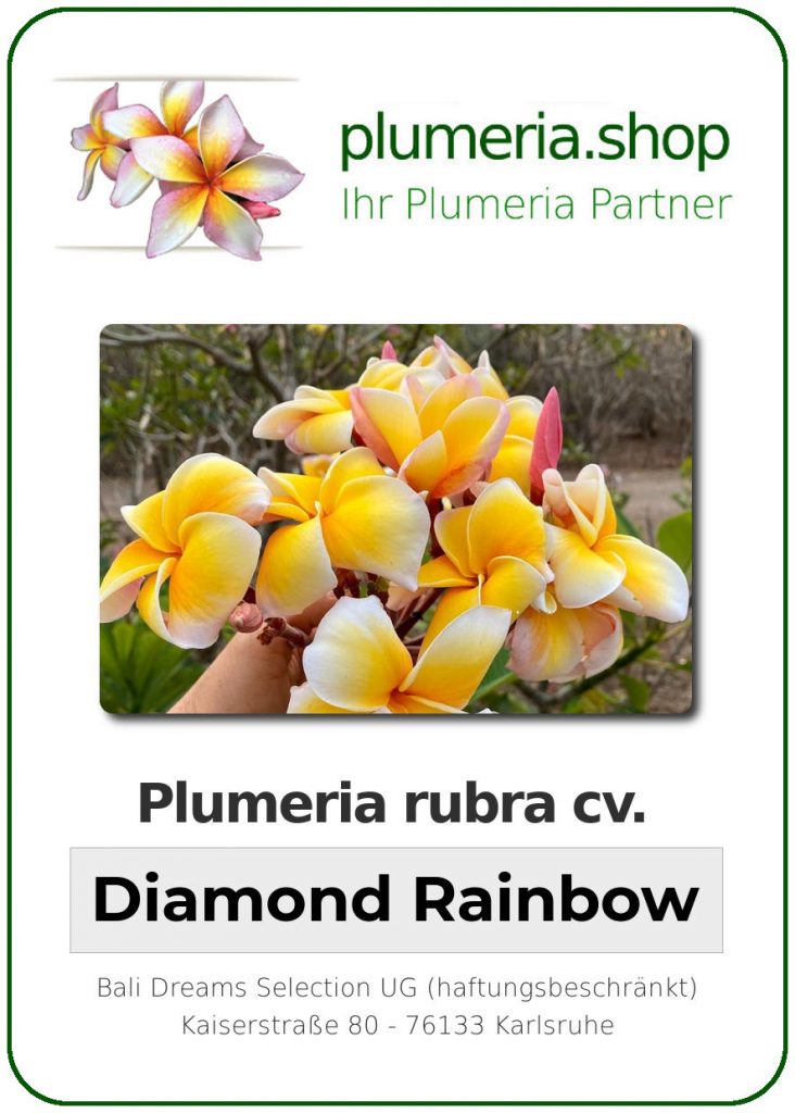 Plumeria rubra cv. "Diamond Rainbow" - unbewurzelter Steckling