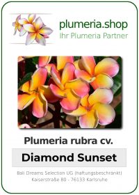 Plumeria rubra - "Diamond Sunset"
