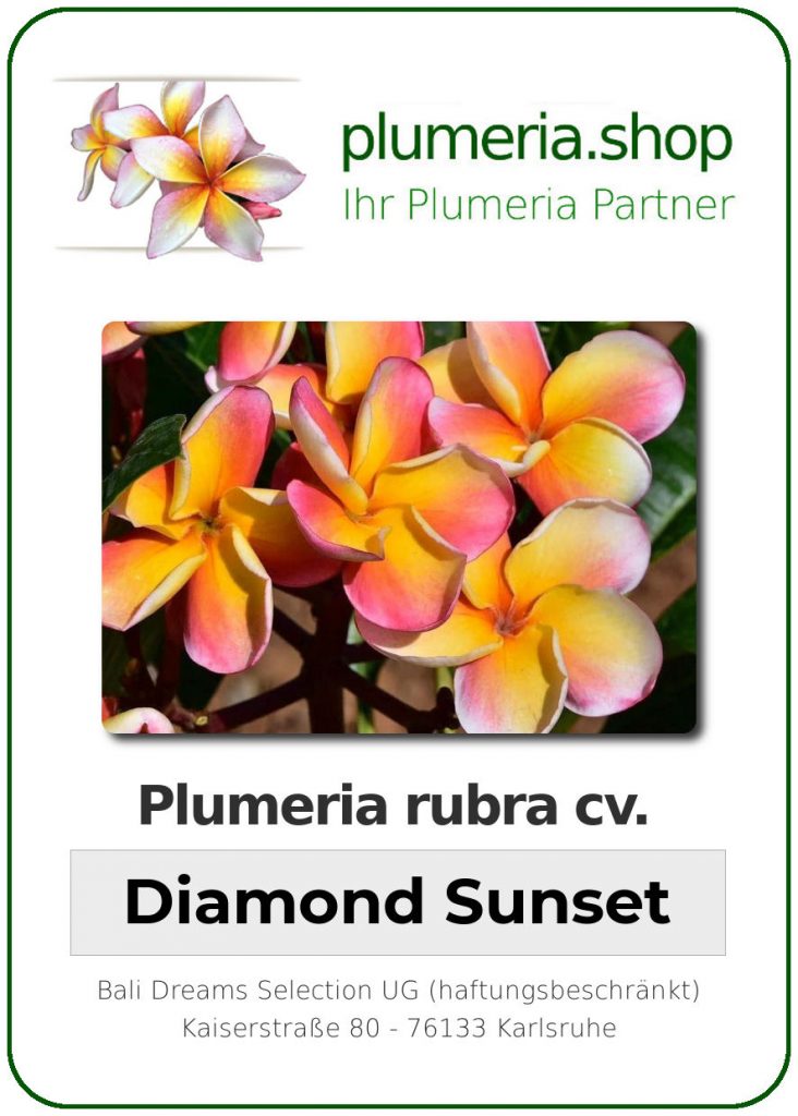 Plumeria rubra "Diamond Sunset", wurzelnackt