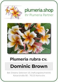 Plumeria rubra - "Dominic Brown"