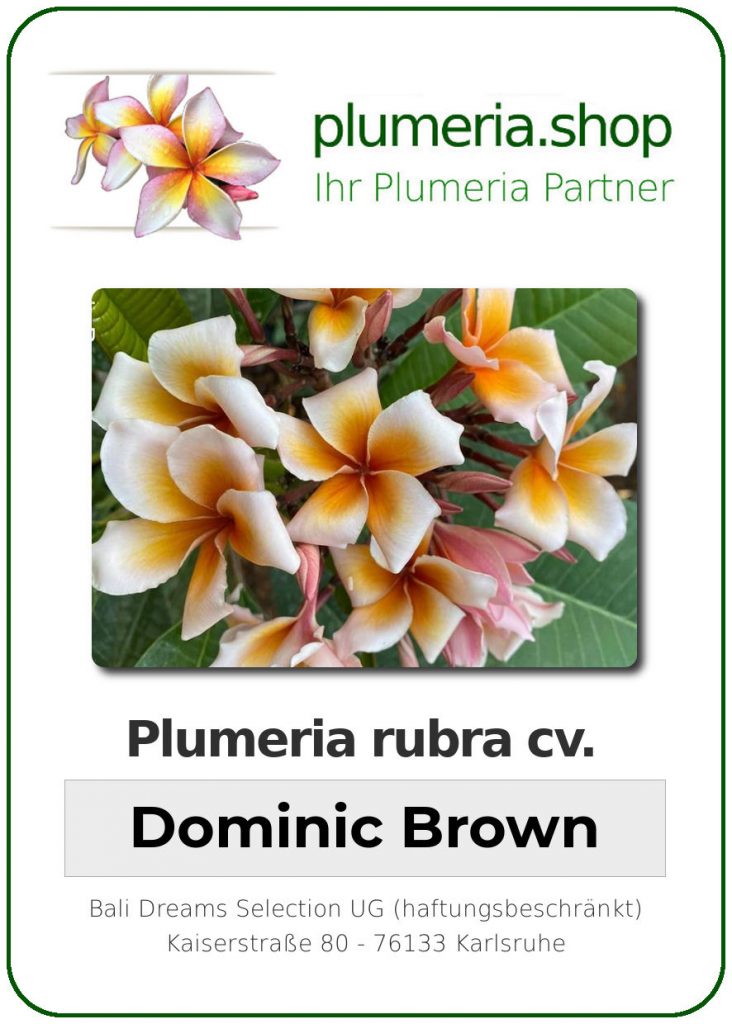Plumeria rubra "Dominic Brown", wurzelnackt