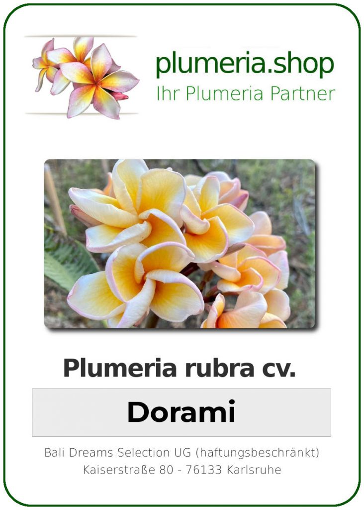 Plumeria rubra "Dorami", wurzelnackt
