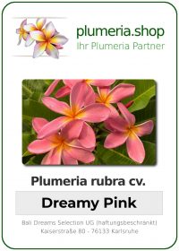 Plumeria rubra - "Dreamy Pink"
