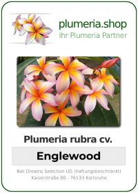 Plumeria rubra - "Englewood"