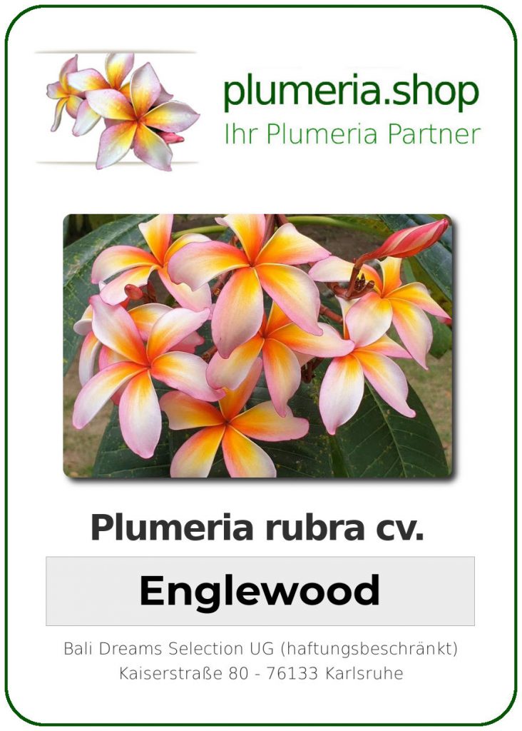 Plumeria rubra cv. "Englewood" - Steckling