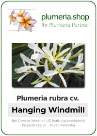 Plumeria rubra - "Hanging Windmill"