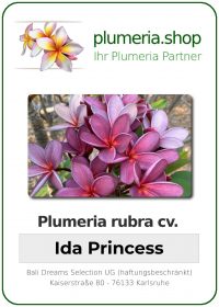 Plumeria rubra - "Ida Princess"