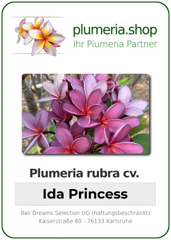 Plumeria rubra - &quot;Ida Princess&quot;