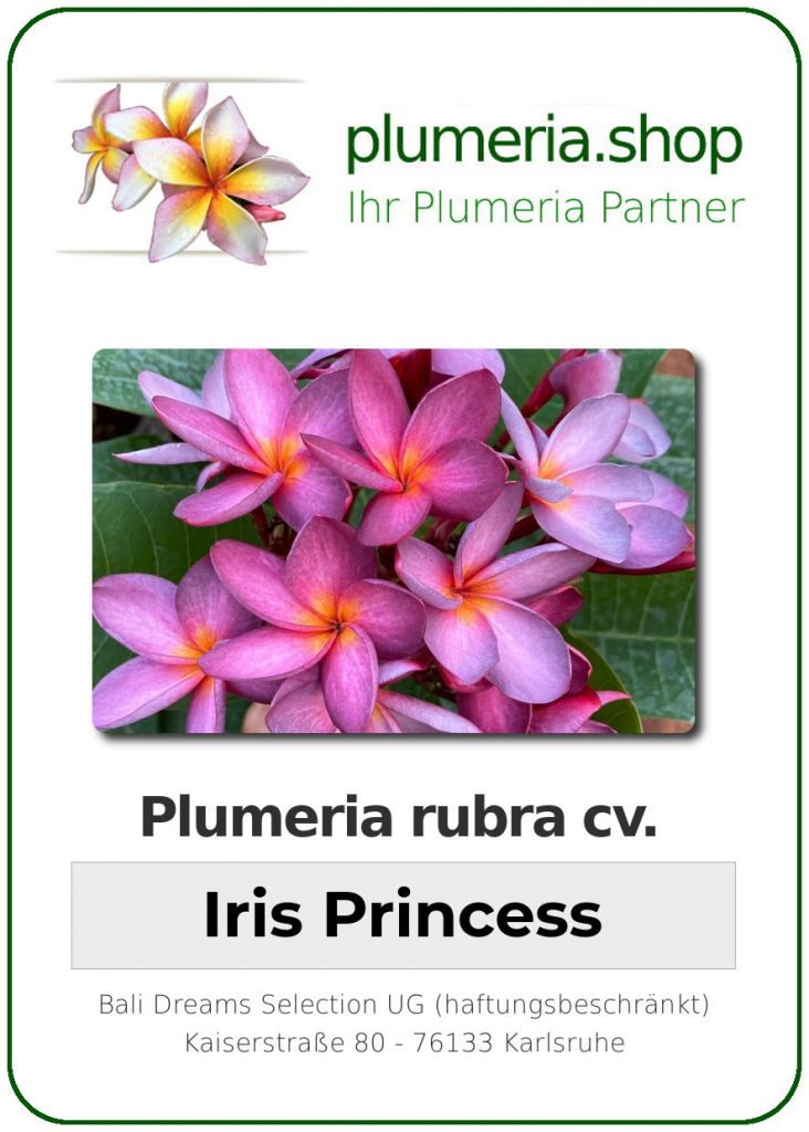 Plumeria rubra cv. "Iris Princess" - Steckling