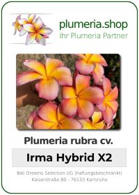 Plumeria rubra - "Irma Hybrid X2"